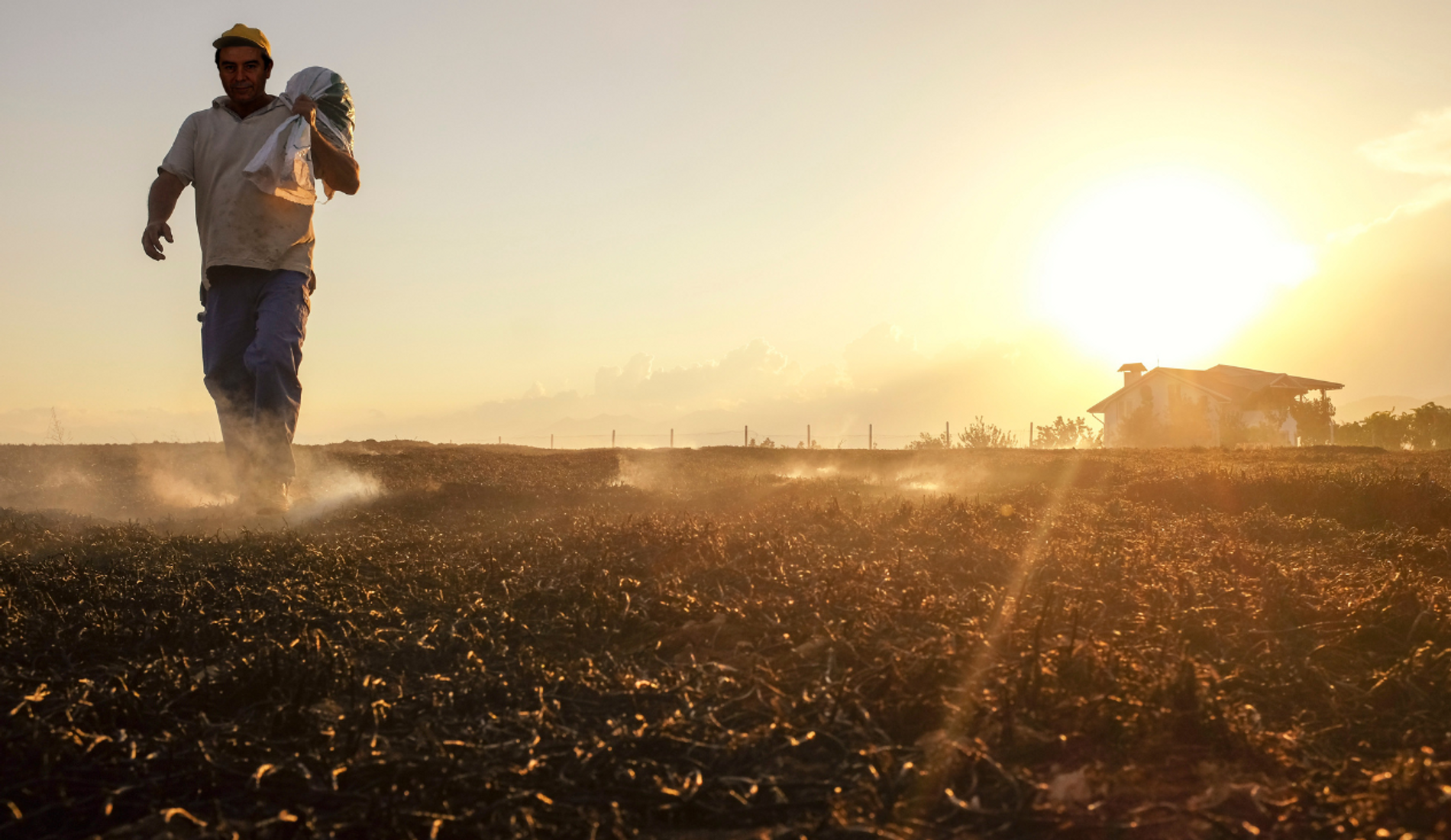 Farmer walking through a field at sunrise